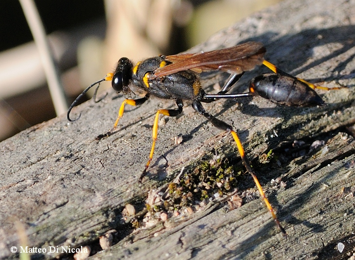 Sceliphron caementarium (Sphecidae)